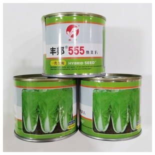丰邦快菜种子555快菜F1一代交配苗用小白菜奶白菜种籽生长特别快