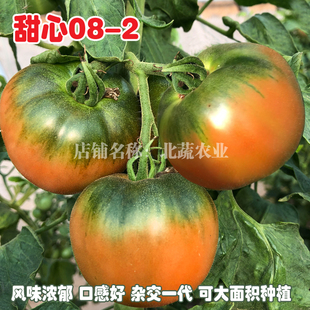 铁皮西红柿种籽水果番茄种孑草莓西红柿籽苗草莓番茄种子甜心08