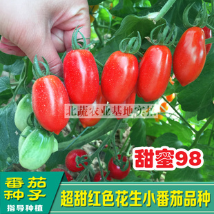 409花生柿子种子小超甜樱桃番茄种籽西红柿四季 盆栽大棚菜园庭院