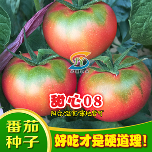 草莓柿子籽西红柿种孑沙瓤番茄种子好吃粉果大棚露天阳台庭院