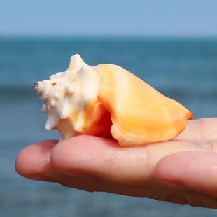 金拳头天然贝壳海螺精品贝壳标本螺鱼缸造景装 饰地中海家居摆件
