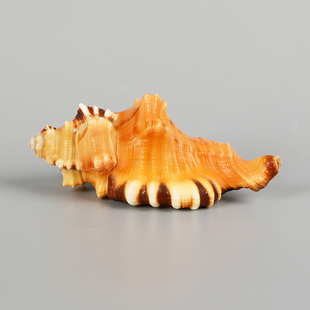 象鼻螺天然贝壳海螺稀有标本螺鱼缸水族装 饰家居工艺收藏鱼缸造景