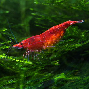 大个红极火虾火焰虾除藻观赏虾清洁虾易繁殖爆缸鲜艳红色