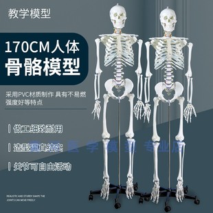 成人一比一人体骨骼模型170cm人体骨架标准医学骷髅骨架解剖标本