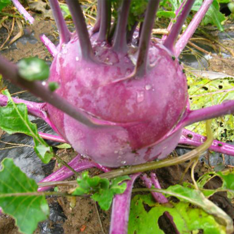 春季 播盆栽种籽蔬菜种子 水果紫苤蓝种子口感好蔬菜种籽四季