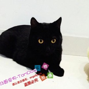 出售孟买猫黑猫小黑豹活体金黄眼睛纯黑色猫纯种赛级孟买幼猫y