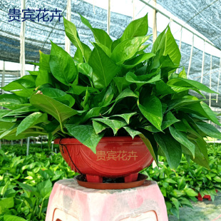 大盆绿萝吊兰盆栽带盆360绿萝新居植物室内花卉吸除甲醛植物