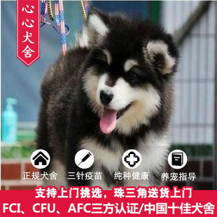广州犬舍出售纯种阿拉斯加 巨型阿拉 欢迎上门挑选 支持送货