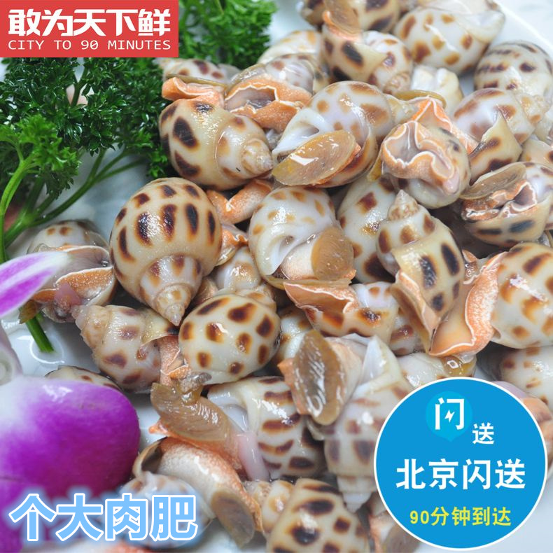 花螺新鲜 鲜活海鲜水产东风螺海猪南风螺海螺贝类 500g北京闪送