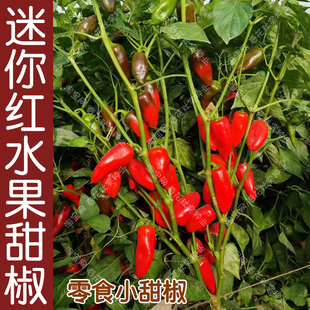 彩色迷你零食小甜椒种子 红黄水果椒蔬菜籽 春秋四季 播盆栽菜园孑