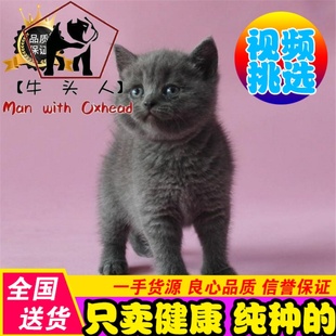 英短折耳猫 活体宠物猫 纯种蓝猫 出售活体蓝猫 英国短毛猫幼猫