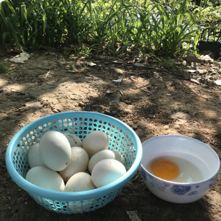 包邮 安徽农家散养正宗无饲料五谷杂粮新鲜柴本鸭蛋放养生鸭蛋50个