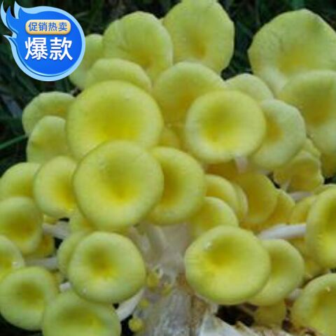家用新款 黄色榆黄蘑菌种包菌棒盆栽食用菌阳台家庭自种植蘑菇菌