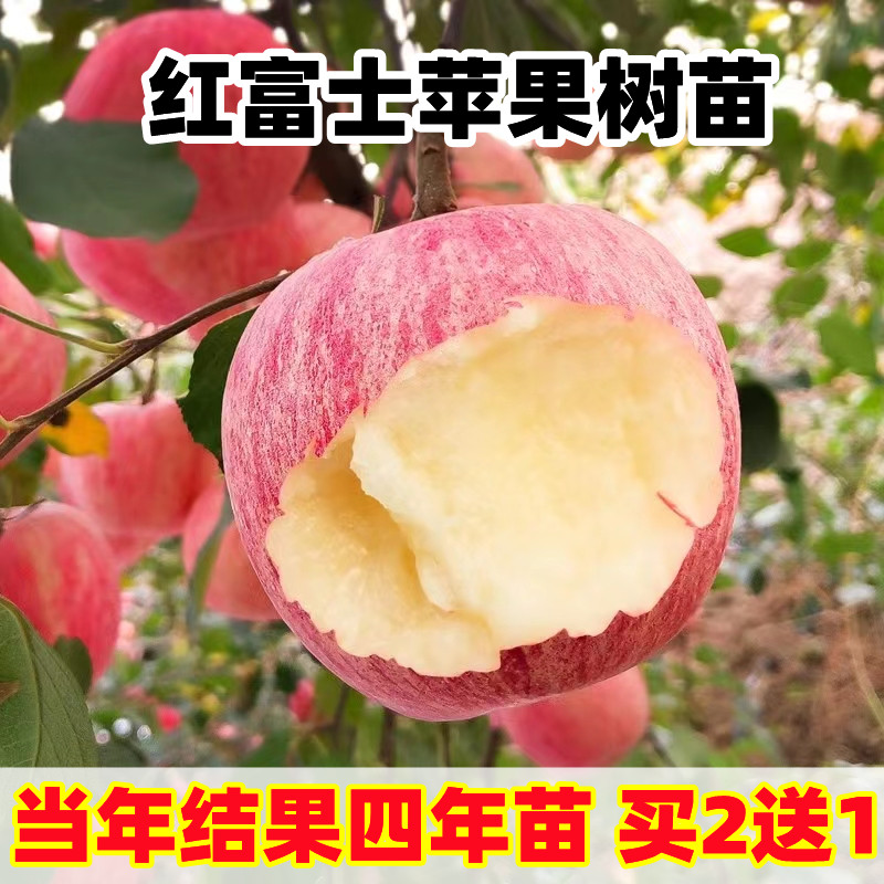 红富士苹果树果苗嫁接矮化冰糖心苹果苗盆栽地栽庭院南北方种植