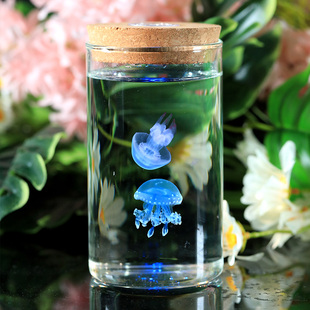赤月巴布亚水母缸活物好养小宠物水生活体观赏鱼缸玻璃学生宿舍