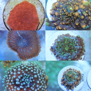 红菇 靓色橙泡泡菇 菇珊瑚 RIC 实物实图实拍 绿YUMA
