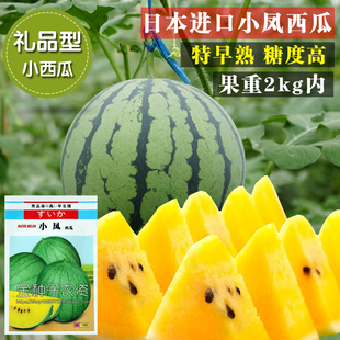 早熟耐低温耐弱光 礼品型小西瓜 小凤西瓜种子 日本进口 绿皮黄瓤