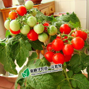 天雨樱桃番茄种子红圣女果番茄种子小西红柿种子水果蔬菜种子
