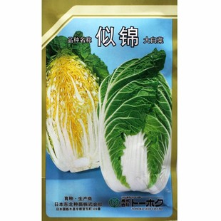 包邮 农播王 似锦大白菜种子不易抽苔黄芯耐寒外叶绿早熟抗根肿种籽