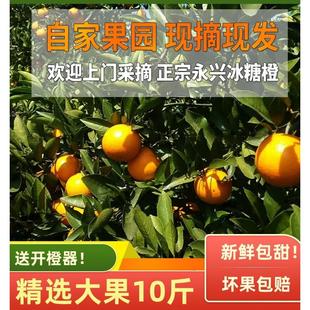 正宗永兴冰糖橙自家果园现摘现发郴州特产新鲜水果橙子10斤礼盒装