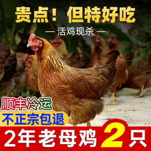 广东清远鸡现杀新鲜孕妇滋补净重2只6斤老母鸡散养土鸡2年走地鸡