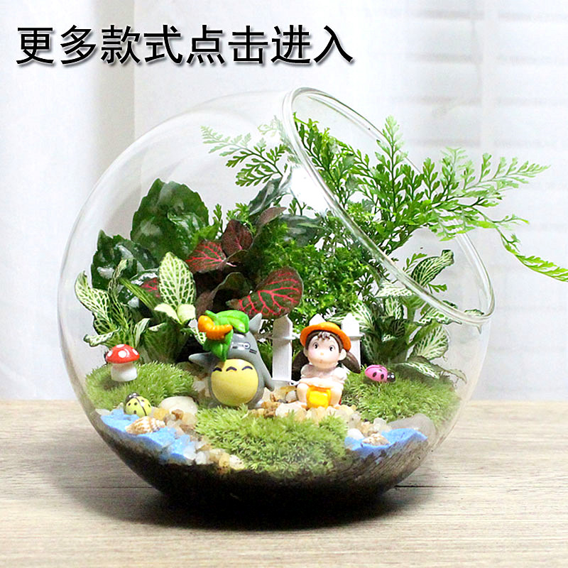 生日礼物 DIY植物 迷你盆栽 微景观 包邮 创意植物 苔藓生态瓶