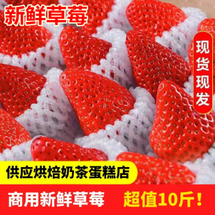 云南草莓新鲜10斤商用奶茶蛋糕应季 水果奶油孕妇水果奶油草莓 包邮