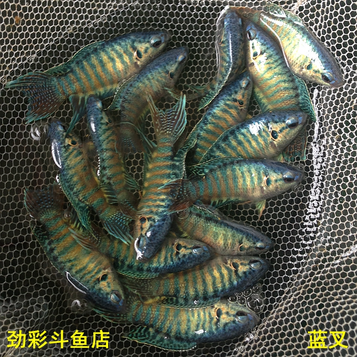 中国斗鱼蓝叉普叉巨普改良蓝包活好养小型观赏鱼活体原生冷水活鱼