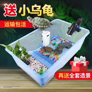 乌龟缸 送2只小乌龟巴西龟中华草龟活物活体龟盆宠物盒儿童
