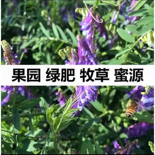 播种种子四季 绿肥果园光叶紫花苕鼠茅草三叶草毛苕子紫云英 包邮