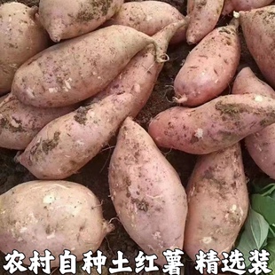 包邮 湖北农家自种土红薯新鲜番薯农村现挖沙地红心地瓜板栗薯山芋