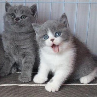 精品宠物英短蓝猫蓝白包子脸幼猫纯种英短蓝白英短猫小猫咪活体