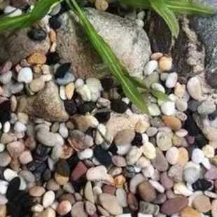 雨花石原石天然鹅卵石五彩小石子鱼缸石头沼泽过滤石滤料地暖豆石
