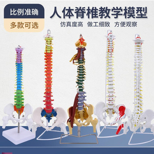 80CM成人脊柱模型o人体脊椎1 1脊椎带颈椎胸椎尾椎椎骨骨盆模