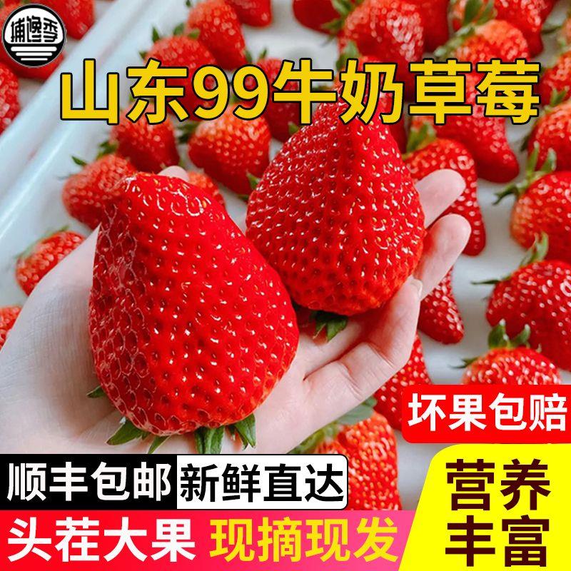 包邮 九九草莓 红颜99草莓奶油草莓超甜大果草莓新鲜草莓顺丰
