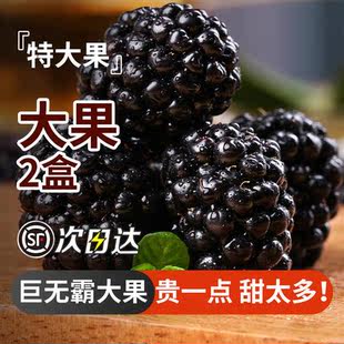 怡颗莓黑莓鲜果新鲜水果覆盆子稀有热带黑树莓2当季 整箱桑葚顺丰
