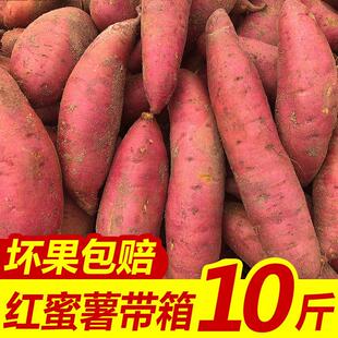 包邮 板栗红薯新鲜地瓜黄心现挖烤小香薯软糯蜜薯农家自种番薯10斤