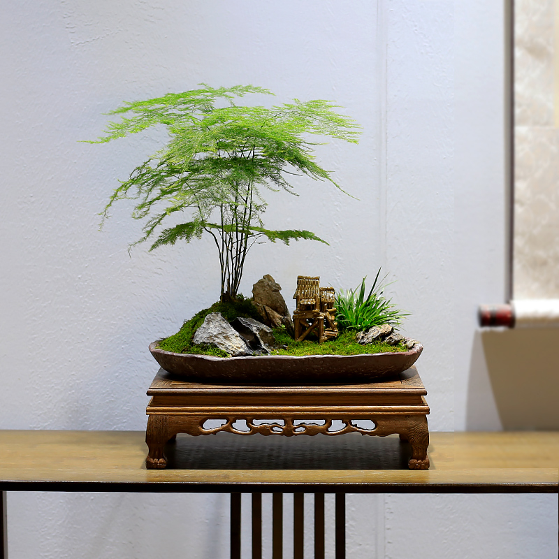 高档绿植四季 常青 文竹盆栽室内盆景植物云竹客厅办公室桌面新中式