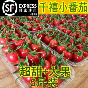 包邮 山东千禧小番茄2斤千禧果产地直销水果超甜