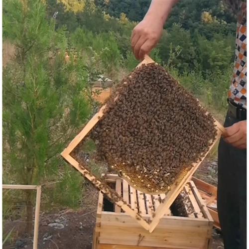 蜂箱高窄蜂箱诱蜂箱中蜂箱交尾箱 立式 章蜂箱 元 活框土养蜂