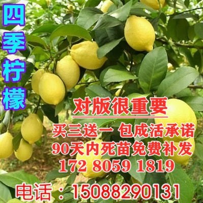 无籽香水柠檬苗盆栽柠檬树苗柠檬苗四季 结果当年结果树苗 台湾四季