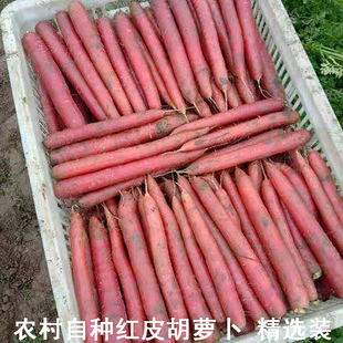 新鲜蔬菜类红皮胡萝卜现挖水果萝卜农家自种胡萝卜宝宝辅食精选装