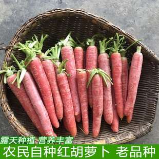 露天种植小红胡萝卜现挖红皮胡萝卜水果蔬菜农家自产本地小胡萝卜
