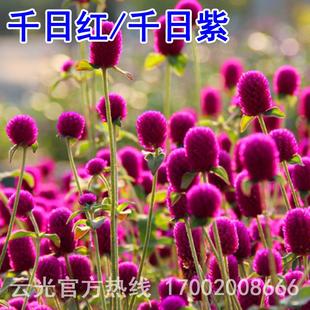 春天花种易种春季 千日紫千日红种籽 千日红花种子盆栽百日红花四季