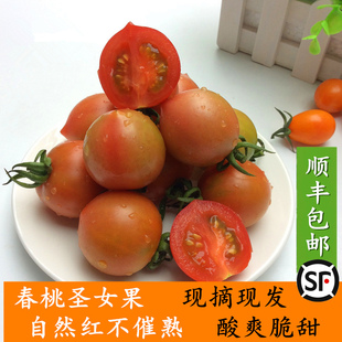 包邮 现摘3 春桃小番茄圣女果小西红柿新鲜蔬菜水果非千禧 5斤顺丰