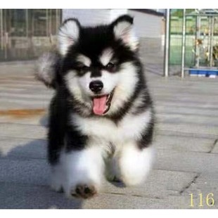 武汉阿拉斯加幼犬纯种阿拉斯加犬活体黑红色灰桃阿拉斯加雪橇犬宠