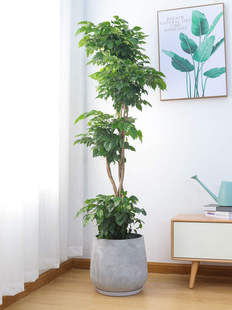 幸福树盆栽大客厅室内植物大型客厅盆栽北欧植物绿宝室内大型绿植