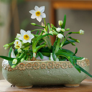 创意绿萝水培花盆陶瓷水养植物器皿花盆容器家用铜钱草一叶莲花器