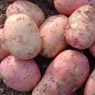 包邮 马铃薯洋芋 陕南农家自种土豆 现挖新鲜红皮新鲜土豆5斤