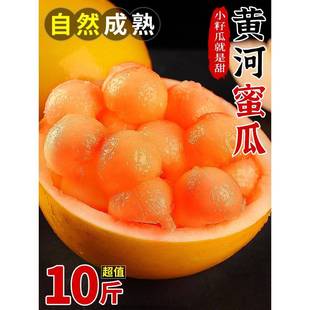 新鲜黄河蜜瓜10斤应当季 甜瓜水果红金宝脆甜小香瓜哈密瓜整箱 包邮